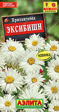 Аэлита Хризантема Эксибишн